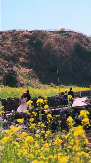 제주도 유채꽃+에메랄드 바다 한번에 볼 수 있는 곳 #한담해안산책로