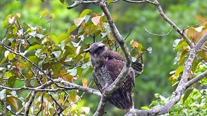 Barred Eagle-owl or the Malaya Eagle Owl (Bubo sumatranus)
