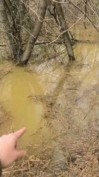 Река разлилась, такого не было много лет #рыбалка #fishing #река #речка #томь