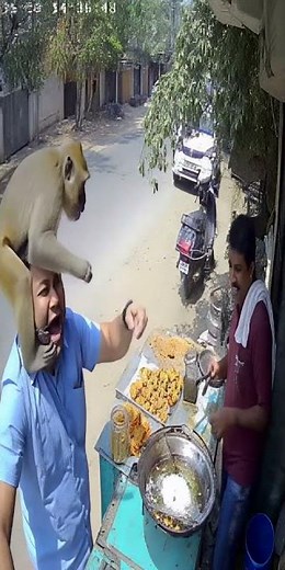 Monkey Lands on Man’s Head — Chaos Ensues on CCTV 😂
