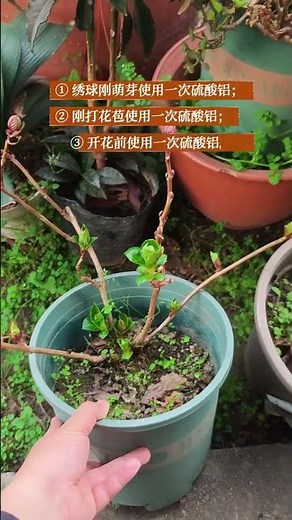 Master the Art of Dreamy Blue Hydrangea Blooms