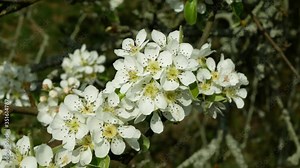 Pear tree flower blossom growing or bloom bud branch orchards garden spring trees Pyrus common European leaves leaf close-up detail fruit, village landscape bio organic farm farming Western China