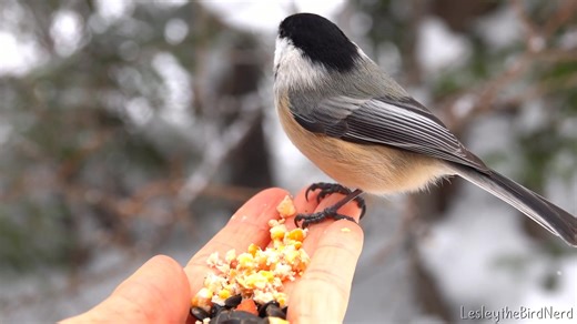 Speckle the Boreal chickadee in action, some of his friends come by, too 🐦🤎🩶🤍 | LesleytheBirdNerd