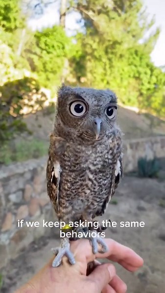 16K views · 2.2K reactions | Secondary and non-food reinforcers can...