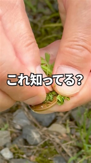 【自然あそび】子供とやりたい！葉っぱで10円玉をピカピカにする方法🔍✨ #Shorts