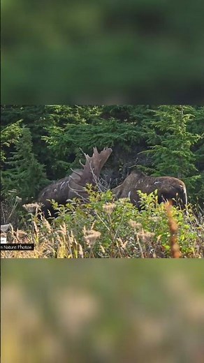 Moose's Intense Workout Pushing and Catching Breath!