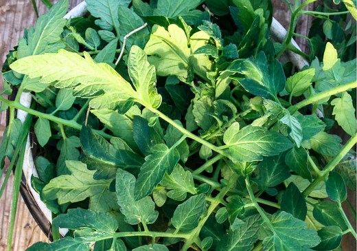 9 Uses For Tomato Leaves You Never Considered