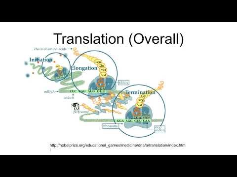 RNA DNA and Protein Synthesis