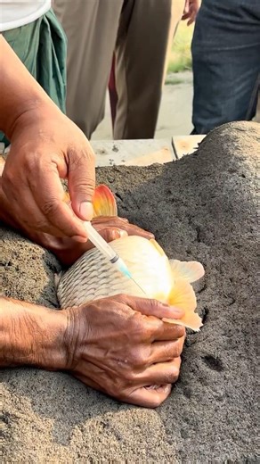 Crap Fish Injection #Shorts