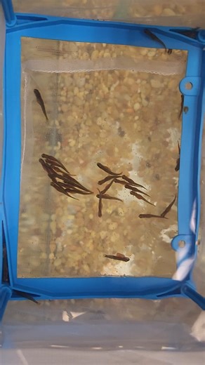 Kiski Area School District on Instagram: "Something exciting is happening at North Primary School! The second-grade trout eggs have hatched! The trout are still in the alevin (sac fry) stage. We did have 3 fish swim up and start to eat food today! We have around 124 fish in the alevin stage. Students are getting a firsthand look at the life cycle in action. Learning comes alive when science "swims" right into our school!"