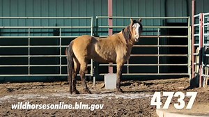35K views · 343 reactions | Check out all the Oregon wild horses...