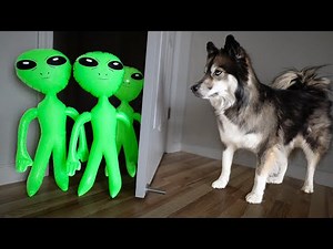 Funny Aliens Prank Puppy with Invisible Wall!