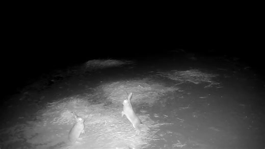 Two wild hares enter hilarious boxing match while third one watches and eats