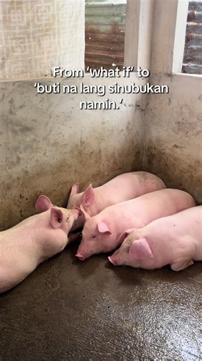 Starting a Piggery Business: A Complete Guide