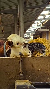 Just a couple of cool cats hanging out with their unusual pals😜🐾 | Molly