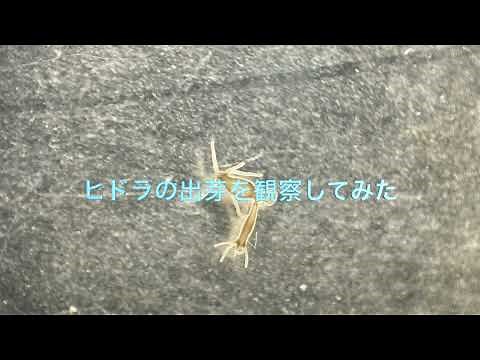【ゆる〜い理科教室050】《ヒドラの出芽》#生物の成長と増え方#無性生殖#ヒドラ#出芽#大日本図書#安中市立松井田北中学校#中学校理科#理科3年生