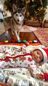 1.8M views · 12K reactions | Sapphie’s first time meeting her baby cousin  #dogs #smartdog #pomsky #babies #baby #love #babyboy #kids #cute #newborn #family #bebe #sapphiethepomsky | Sapphie_the_pomsky | Facebook