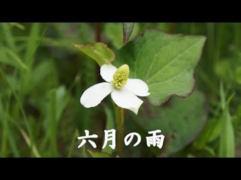 六月の雨 小椋佳