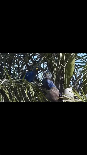 Indigo Macaw Anodorhynchus lear….. | MZ BIRDS FARM