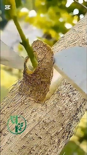 Grafting Techniques