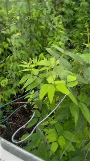 Groundnut Plants 🌱