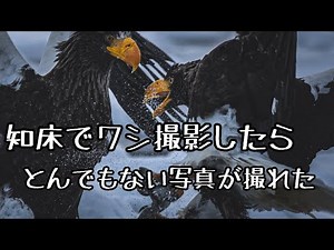 帯広から知床へ日帰りドライブでワシを撮りに行く【北海道移住/野鳥/撮影】