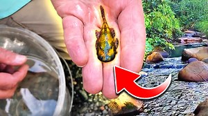 25K views · 796 reactions | Have you ever wondered what it would be like to see aquarium fish in their natural habitat? This video recaps our collecting adventures in the Peruvian Amazon where we found some incredible wild fish and learned a lot about nature. #AquariumCoop | Aquarium Co-Op | Facebook