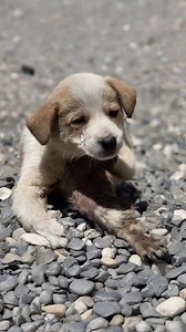 4.5K views · 95 reactions | Thousands of maggots swarmed his leg, eaten away by acid. And with every step, he cried out in pain. No animal should ever suffer like this...  Find out what happened next in the first comment  | Today News | Facebook