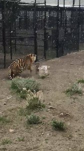 39K views · 893 reactions | In preparation for our Predators and Piñatas event this weekend, we gave Poppy the Tiger a box yesterday to see what she would do. Keeper Nicole got this great video (you might want to mute the volume though). And yes, it is the end of April, and yes, it is snowing..... | Animal Ark | Facebook