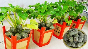 19K views · 443 reactions | Fear no space How to grow squash effortlessly from a plastic chair | Balcony Garden Ideas | Facebook