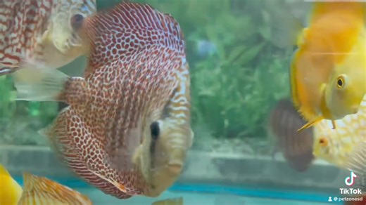 Introducing the Leopard Spotted Discus: a true masterpiece of the aquatic world. With their unique patterns and mesmerizing colors, these fish turn any aquarium into a living canvas. 🎨🐠 #DiscusFish #AquariumBeauty | Pet Zone Tropical Fish, San Diego, California