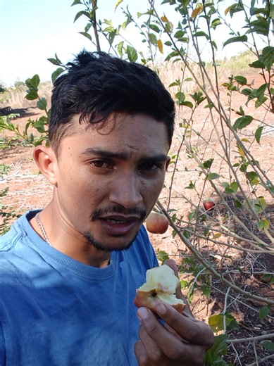 Pé de Maçã Produzindo Frutas no Maranhão: Inédito!