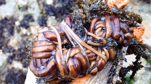 Watch what happens when the world’s most bizarre worms are ranked