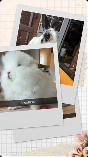 🐰✨ Meet Our Wonderful Rabbits! ✨🐰 We currently have lots of gorgeous bunnies waiting for their forever homes! Each one has their own unique personality — whether you’re looking to find the perfect match for your existing rabbit or hoping to adopt a bonded pair, we’ll help you find your ideal companion. 💕 All our rabbits are: ✅ Health checked ✅ Vaccinated ✅ Neutered ✅ Rehomed with lifetime rescue backup — meaning if your circumstances ever change, they always have a safe place to return to. 🏡