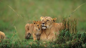 Big Cat Tales - Discovery UK