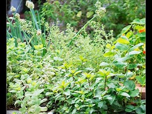 Exploring the Healing Power of Southern African Herbs | Traditional Medicinal Treasures