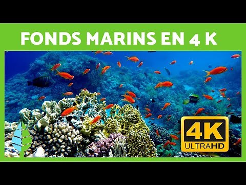 Musique Relaxante et Fonds Marins 🐠🐡 Poissons dans des RÉCIFS CORALLIENS en 4K