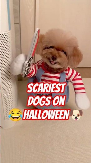 Scariest Halloween Dog costumes 😂 #dogs #dogcostumes #usadogs