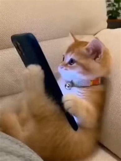 Hilarious Kitten Texting on Phone