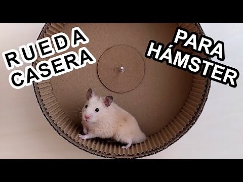 EXERCISE WHEEL FOR HOME HAMSTER | HAMSTER WHEEL DIY