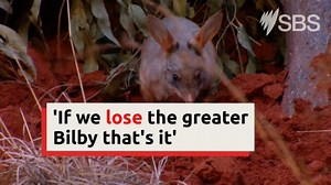 Secrets of the bilby's evolutionary history revealed