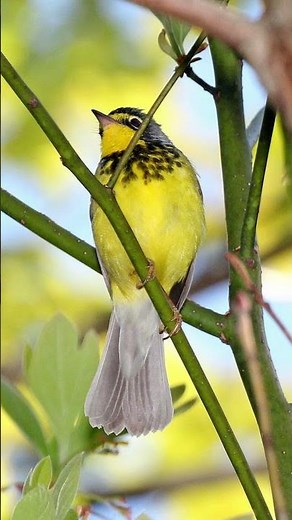Canada Warbler Bird Song Video: Bird Songs Eastern North America-Peaceful Nature Sounds