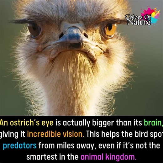 Ostrich | Colors Of Nature