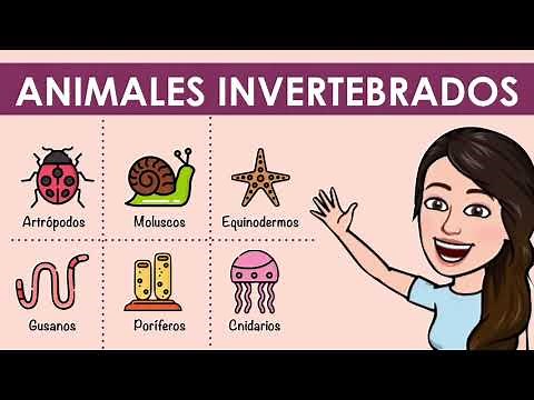 Clasificación de los animales invertebrados con ejemplos