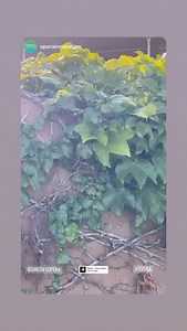 Santa Fe Opera on Reels | Facebook