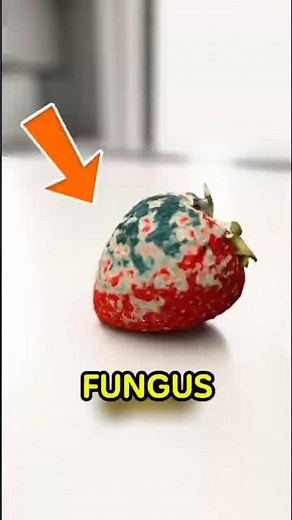 Never Cut Off Mold and Eat the Rest... Here's Why!