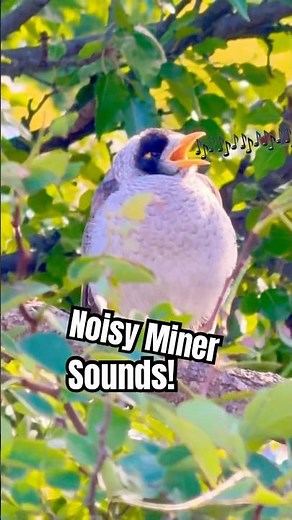 Noisy Minor Bird Call Sound #BirdSounds #noisyminor
