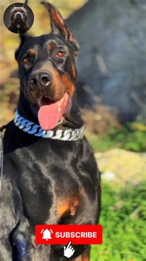 Giant Dog Evolution 🐾🔥 | Incredible Puppy Transformations #Shorts #MegaMutts