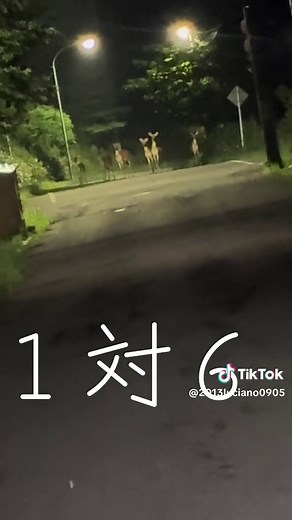 真夜中の鹿 vs ミニチュアダックス：田舎での1対6バトル映像