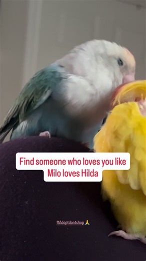 💖 The softer, playful side of Hilda. She loves just as hard as she sasses. Husbird Milo is so patient with Hilda’s trolling. We can learn a lot from birds. (Both are rescues acquired at different times. Hilda was returned twice for her spiciness. I respect her assertive nature. Milo plucks which honestly, calling it side effect of captivity is pretty much the truth of it. :/ #adoptdontshop #lovebirds #cuddling #petbirds #hildathelovebird #parrotlovers #birds #funnybirds #rescuebird | Birdhism